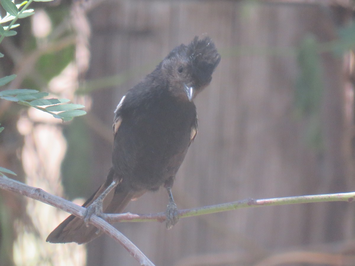 Carp's Tit - ML393457861