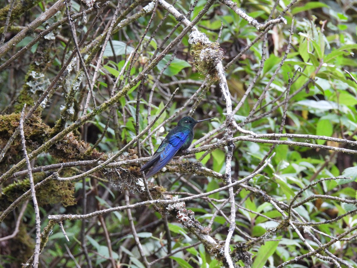kolibřík modrokřídlý - ML393459241
