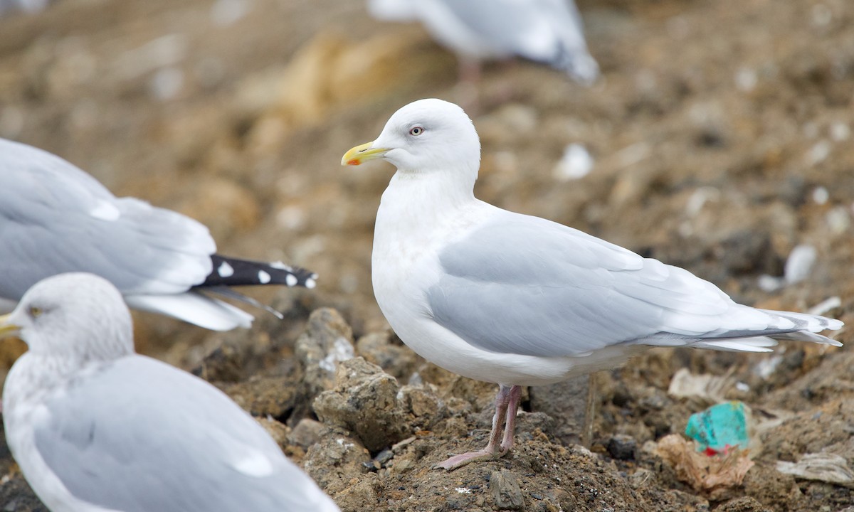 Iceland Gull (kumlieni) - Jon Cefus