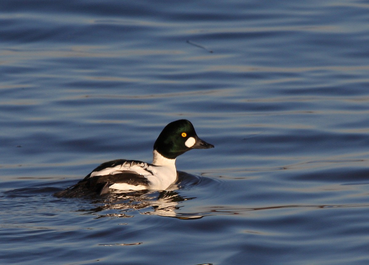 Common Goldeneye - ML39345991