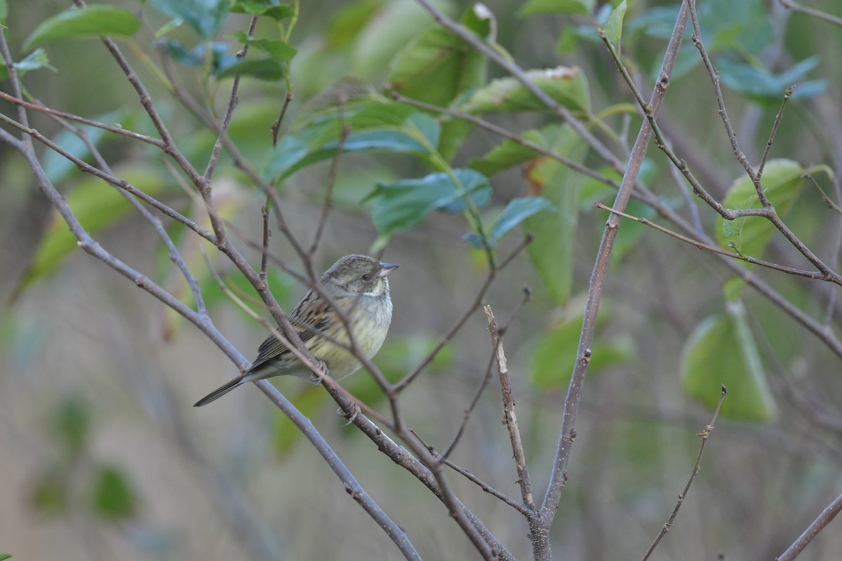 Black-faced/Masked Bunting - ML393461881
