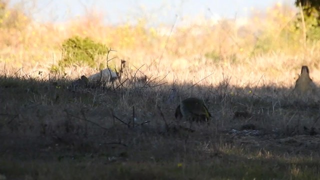 Iberian Green Woodpecker - ML393462351