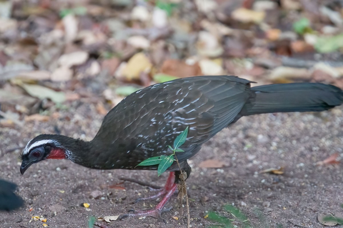 White-browed Guan - ML393462951