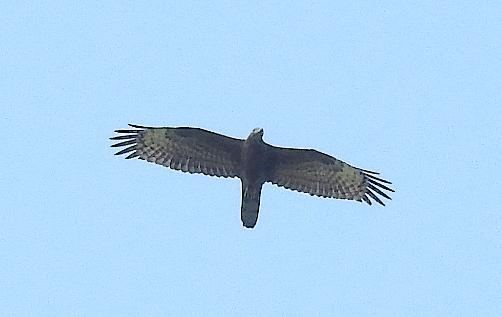 Accipitridae sp. (tipo águila) - ML393465841