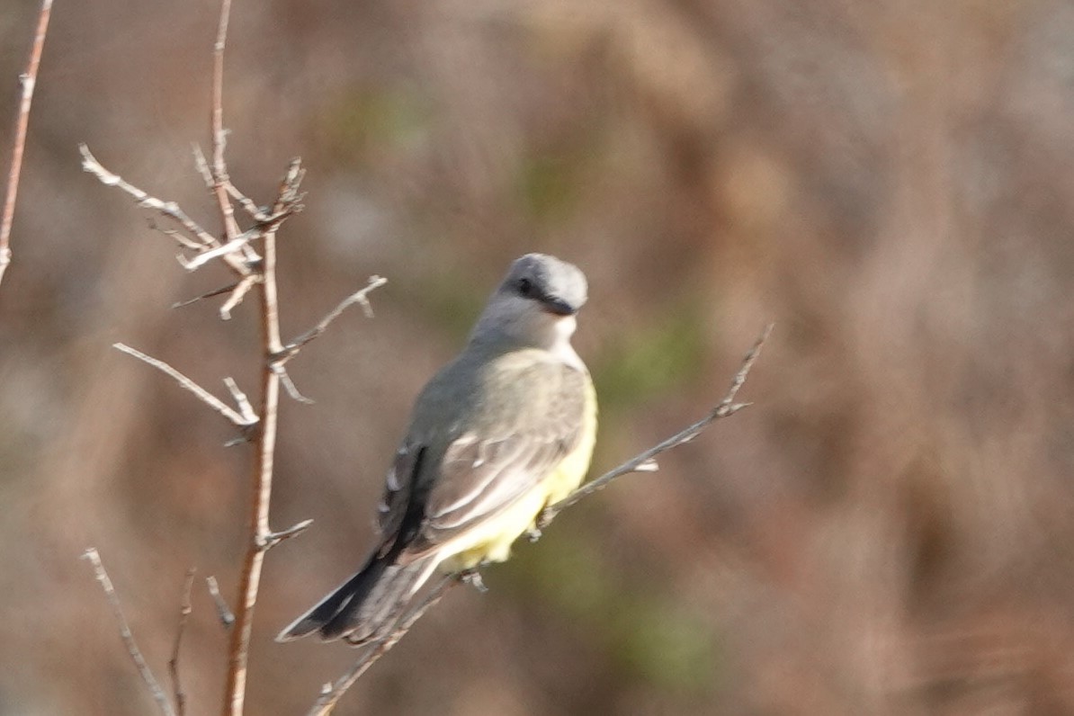 Western Kingbird - ML393465991