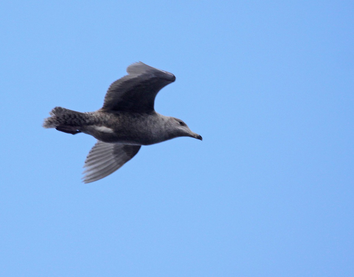 Glaucous Gull - ML393466261