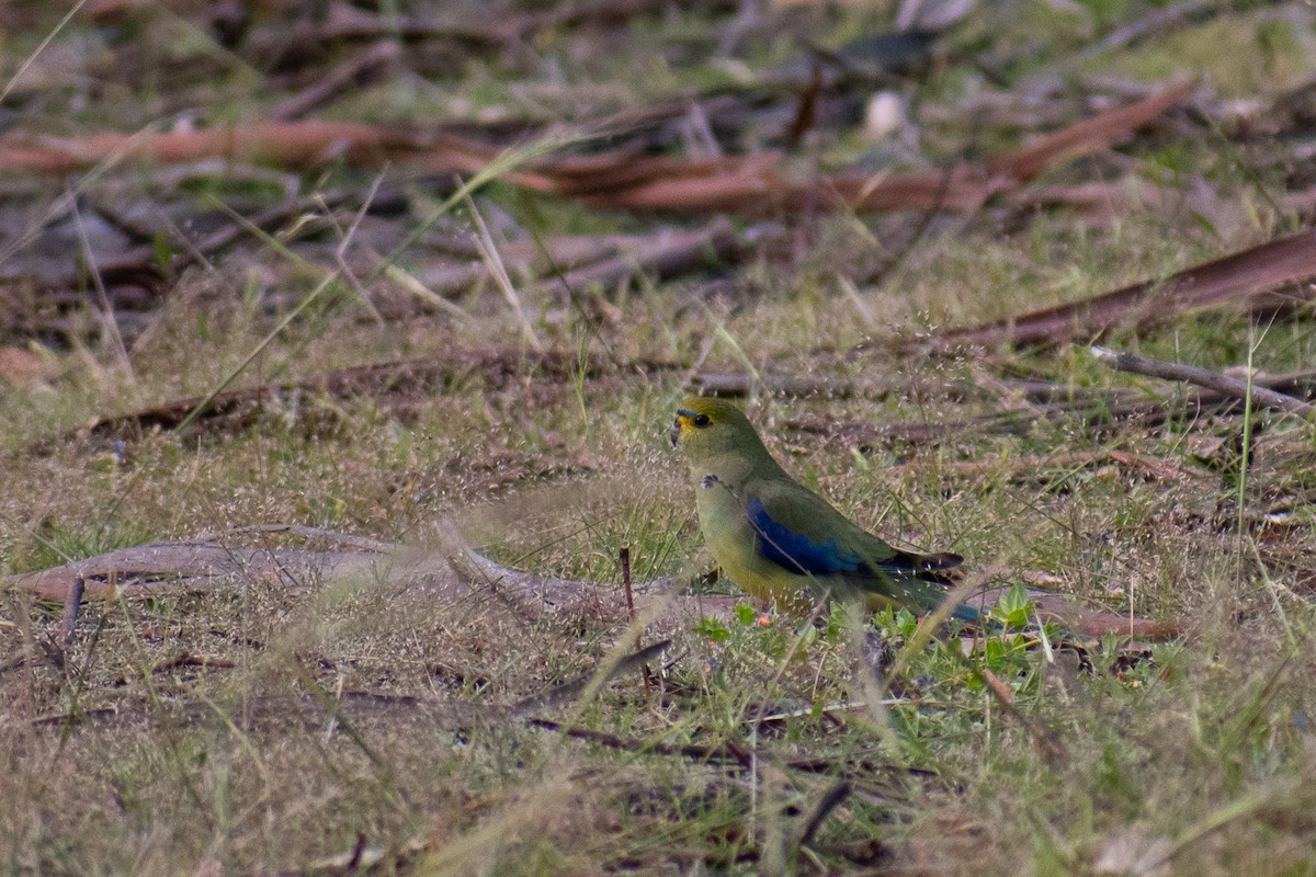 Blue-winged Parrot - ML393466451
