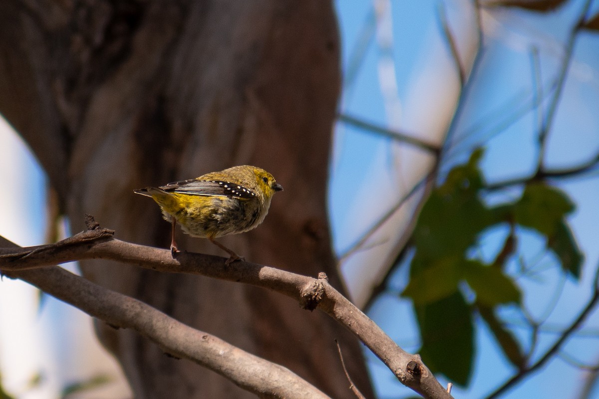 Forty-spotted Pardalote - ML393466481