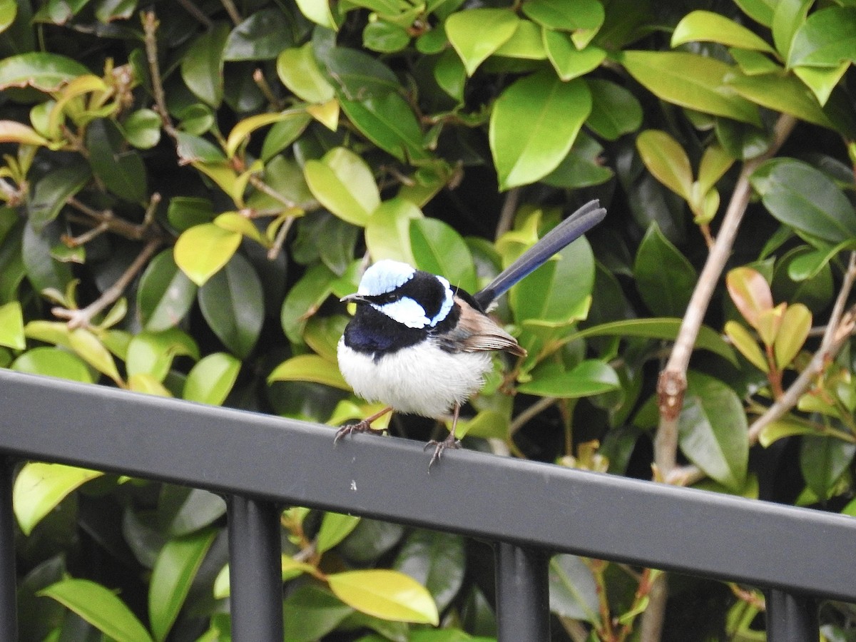 Superb Fairywren - ML393466561