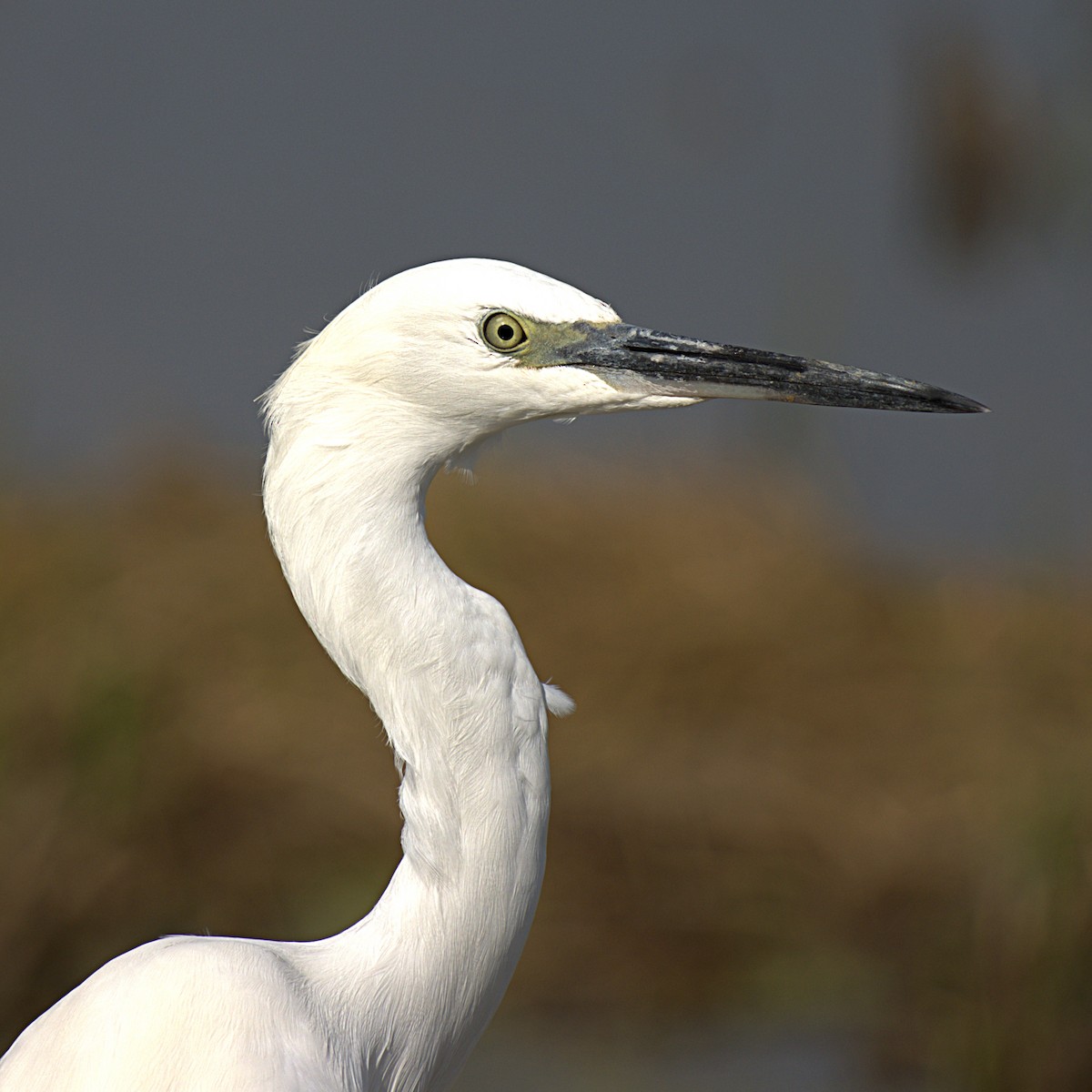 Little Egret - ML393468731