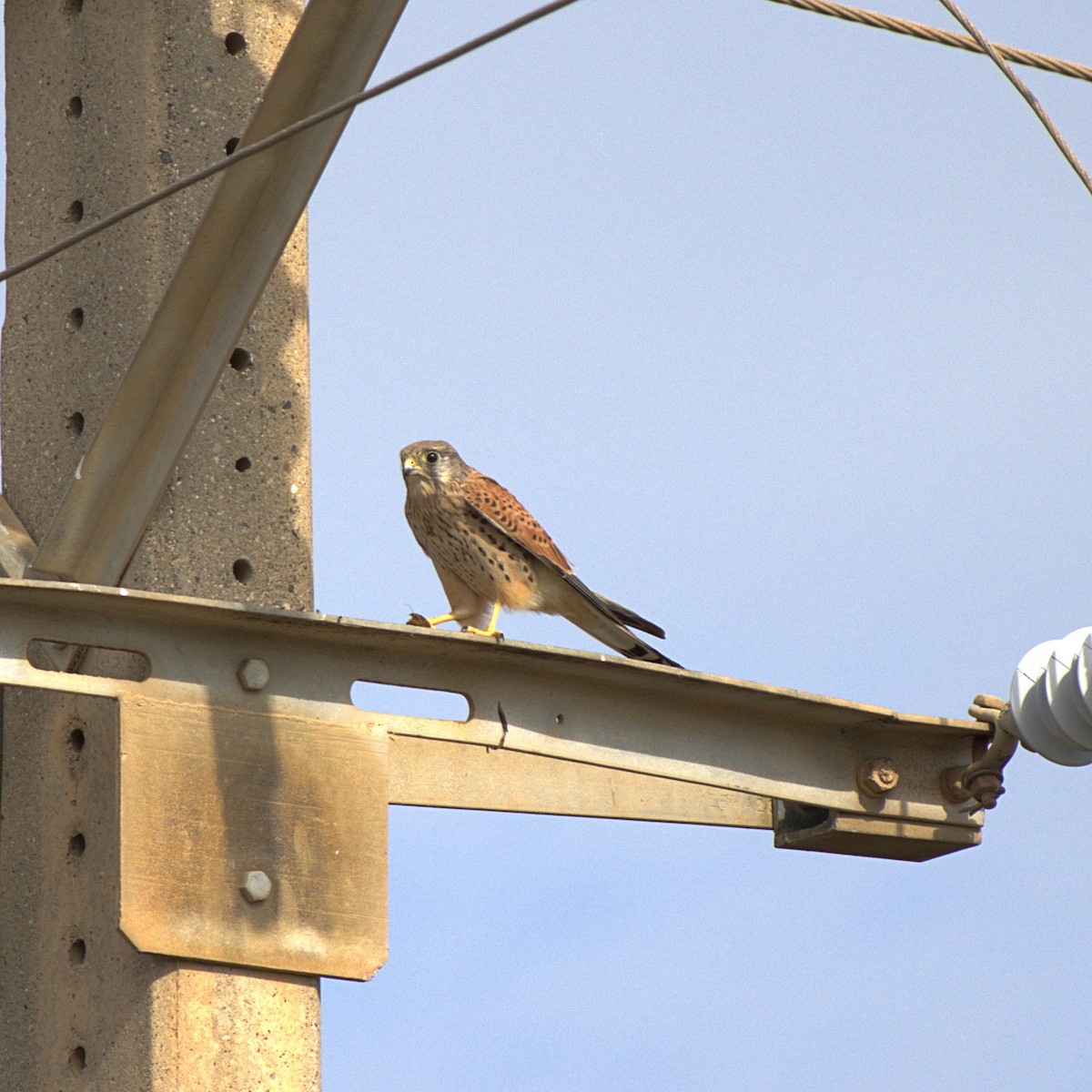 Eurasian Kestrel - Derek  O Driscoll