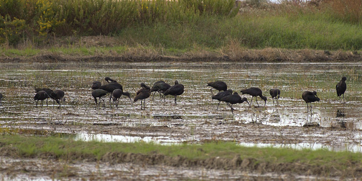 Glossy Ibis - ML393469311