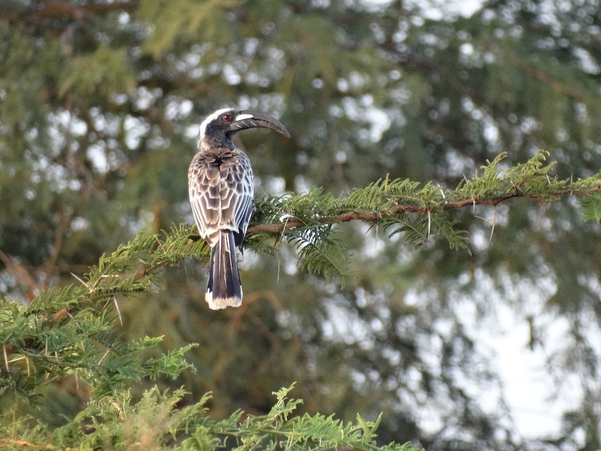 African Gray Hornbill - ML393469501