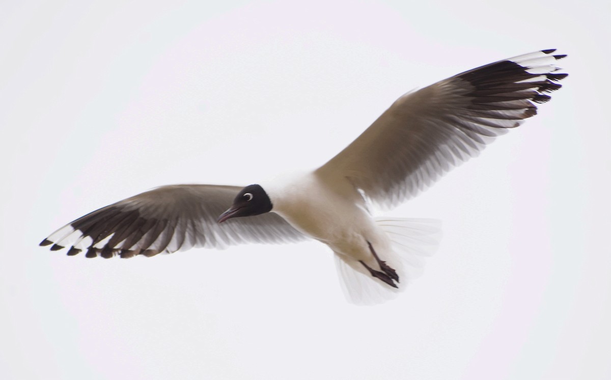 Andean Gull - ML393469601