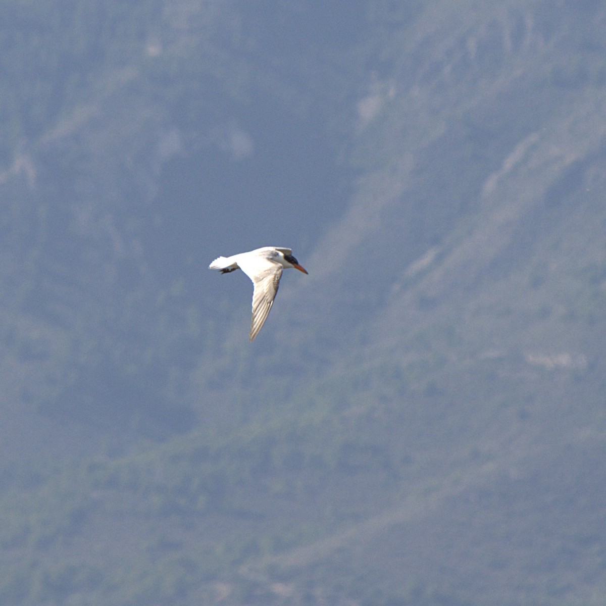 Caspian Tern - ML393470121