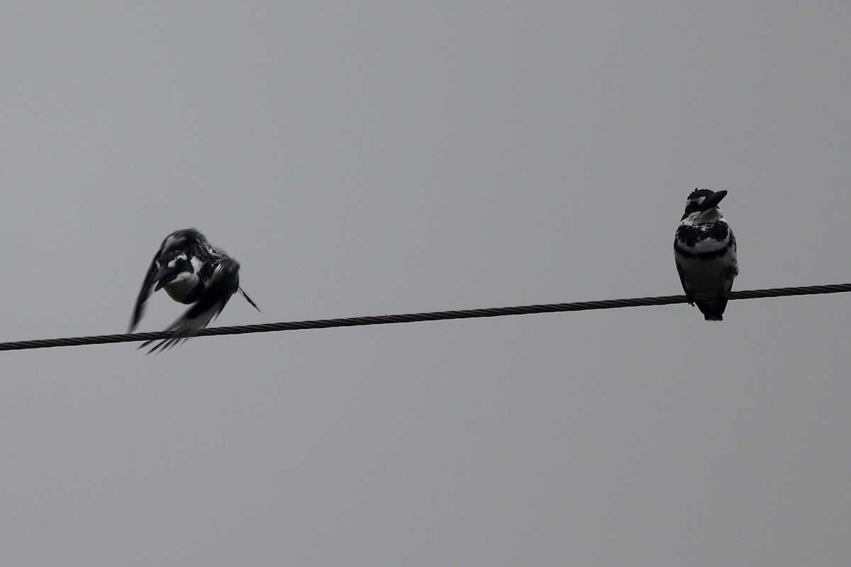 Pied Kingfisher - ML393471751