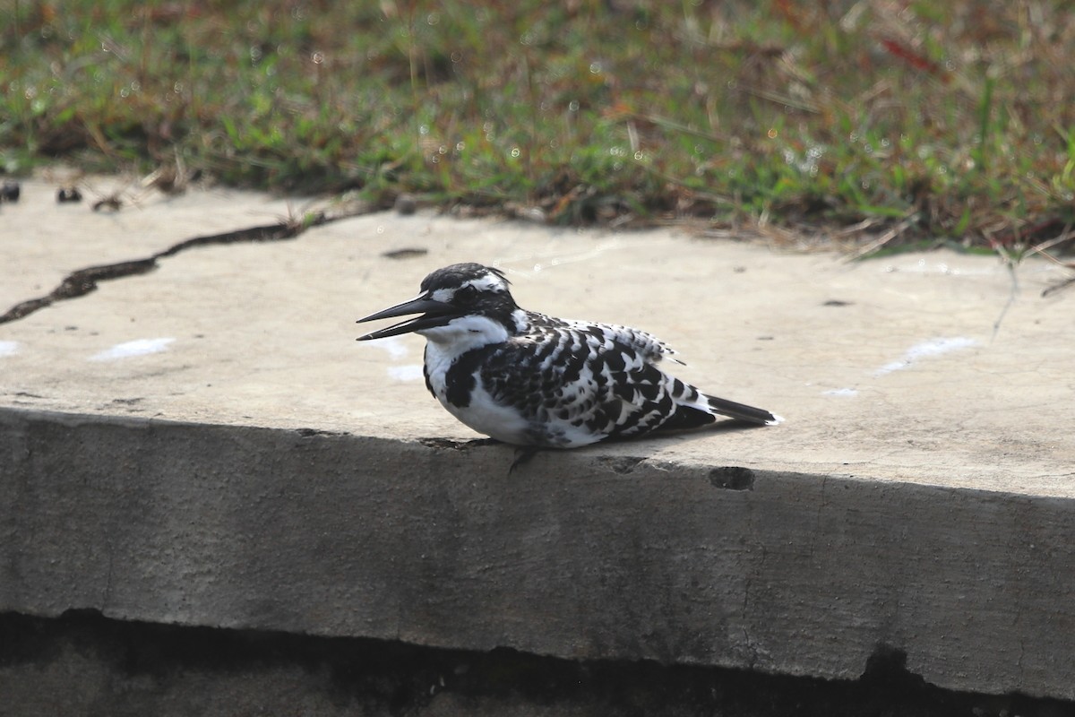 Pied Kingfisher - ML393471761