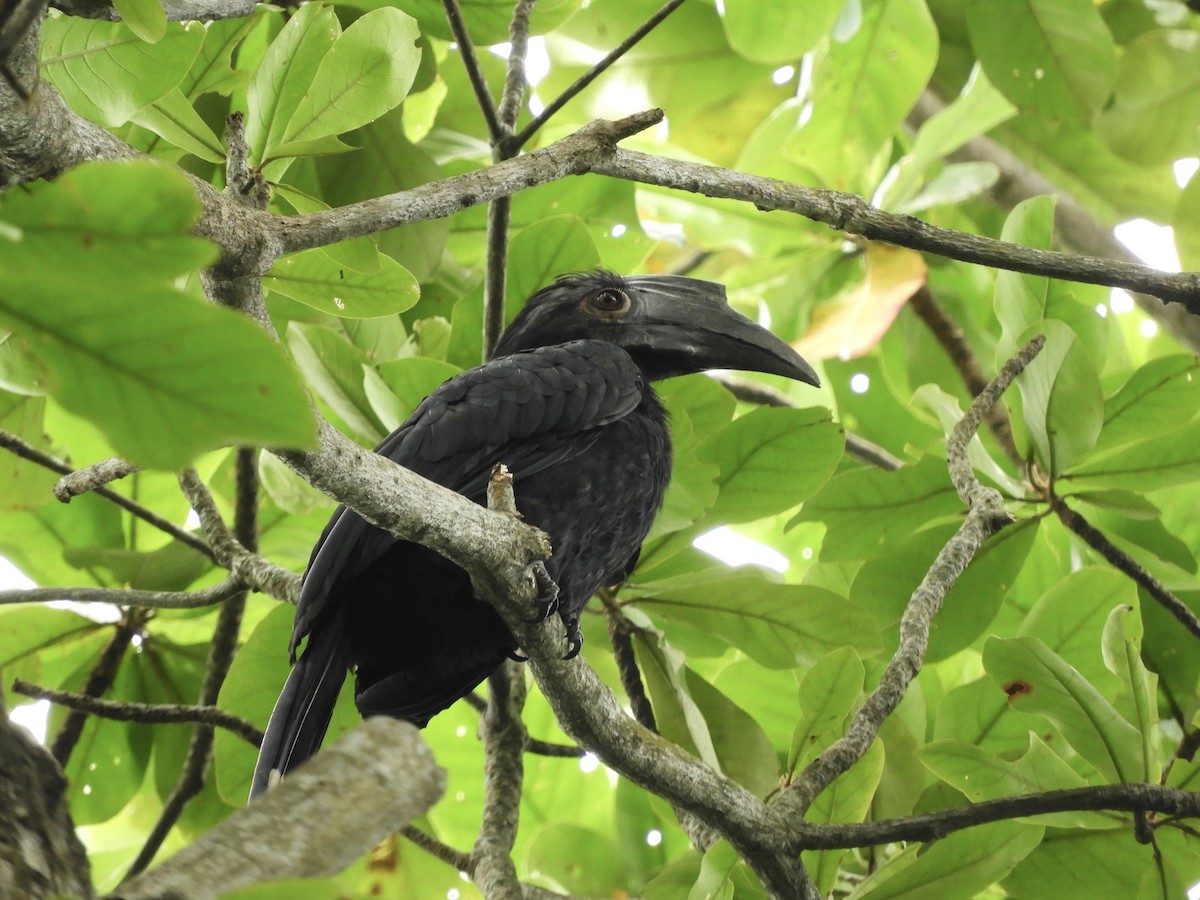 Black Hornbill - ML393471801