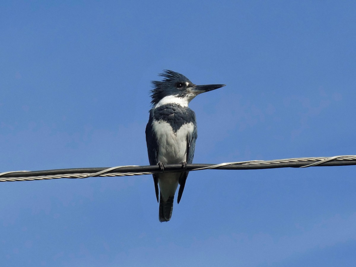 Belted Kingfisher - ML393472191