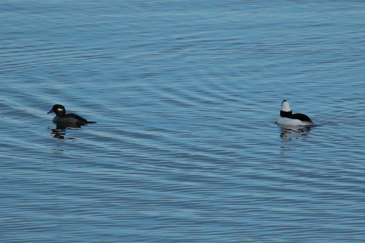 Bufflehead - ML393472421