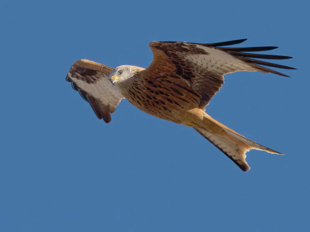 Red Kite - ML393473011