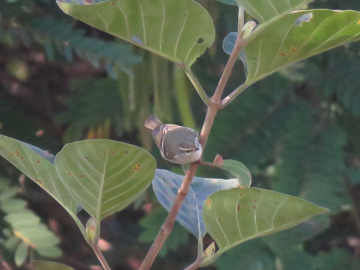 Yellow-browed Warbler - Stuart Ling