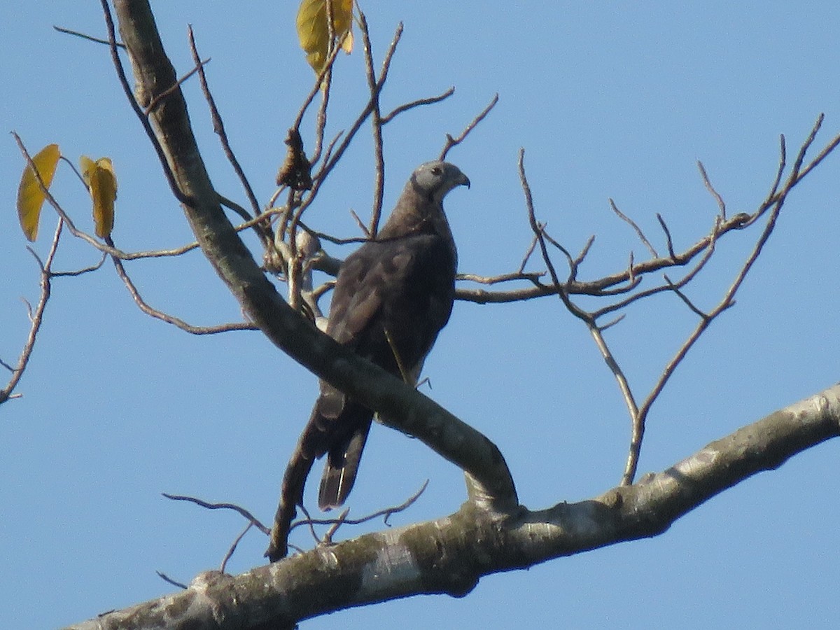 Oriental Honey-buzzard - ML393473981