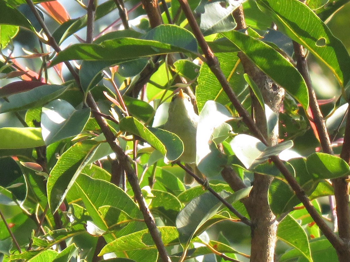 Two-barred Warbler - Stuart Ling