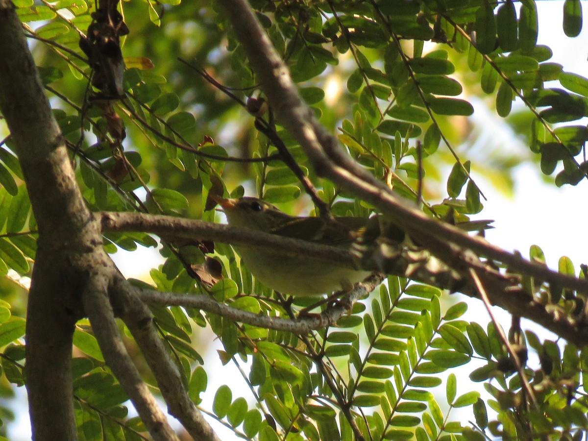 Two-barred Warbler - Stuart Ling