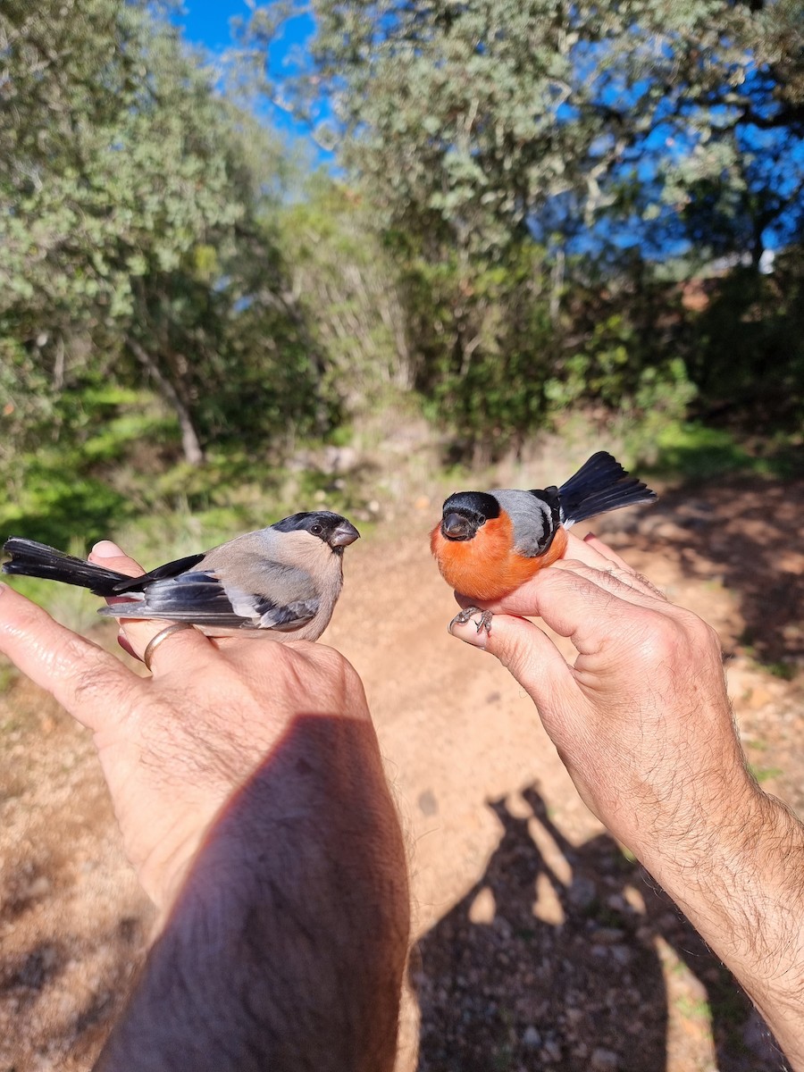 Eurasian Bullfinch - ML393474751