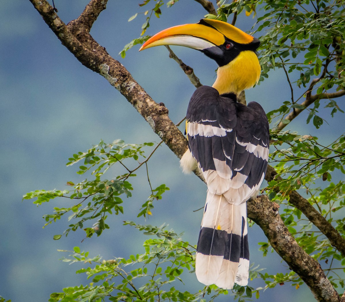 Great Hornbill - ML393475721