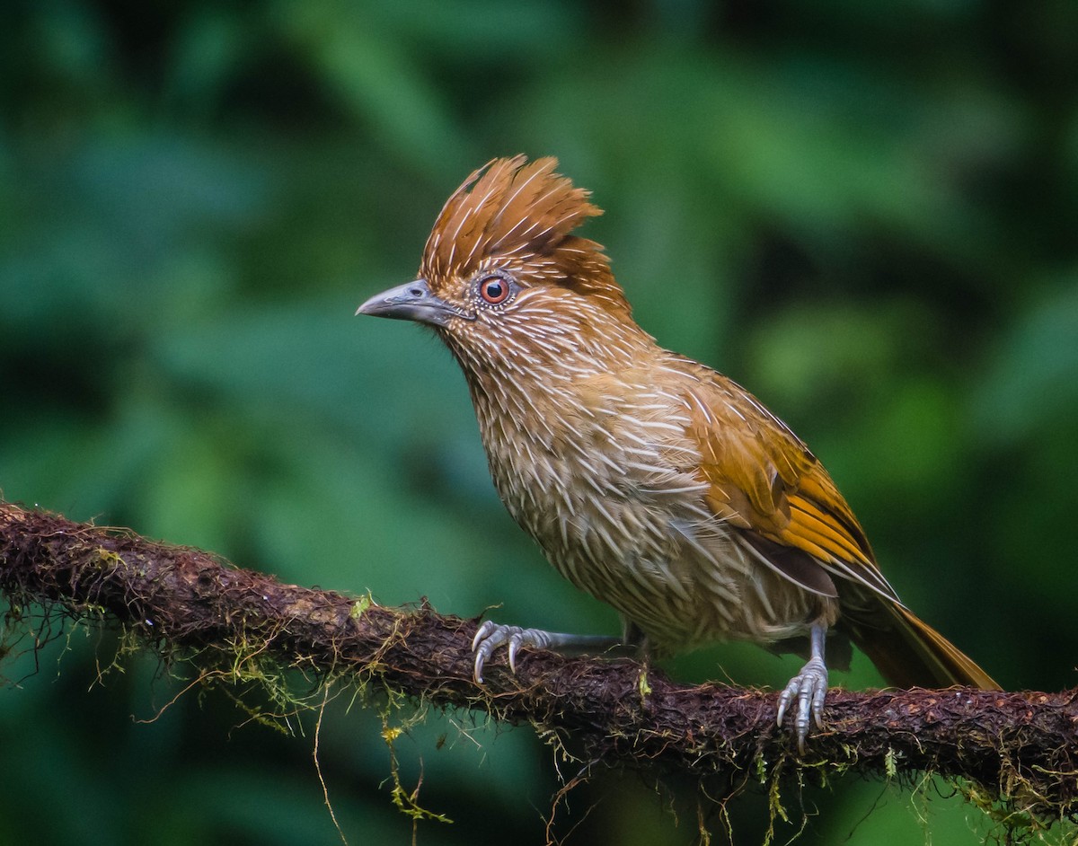 Striated Laughingthrush - Arunava Bhattacharjee