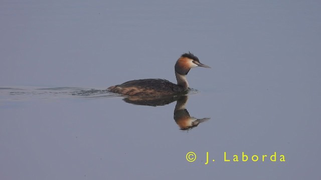 Great Crested Grebe - ML393475891