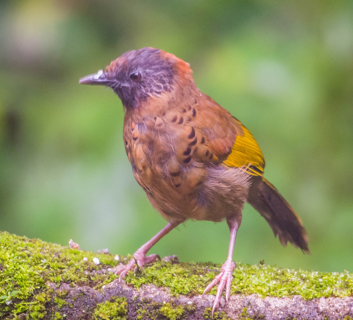 Chestnut-crowned Laughingthrush - Arunava Bhattacharjee