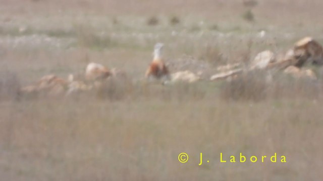 Great Bustard - ML393476071