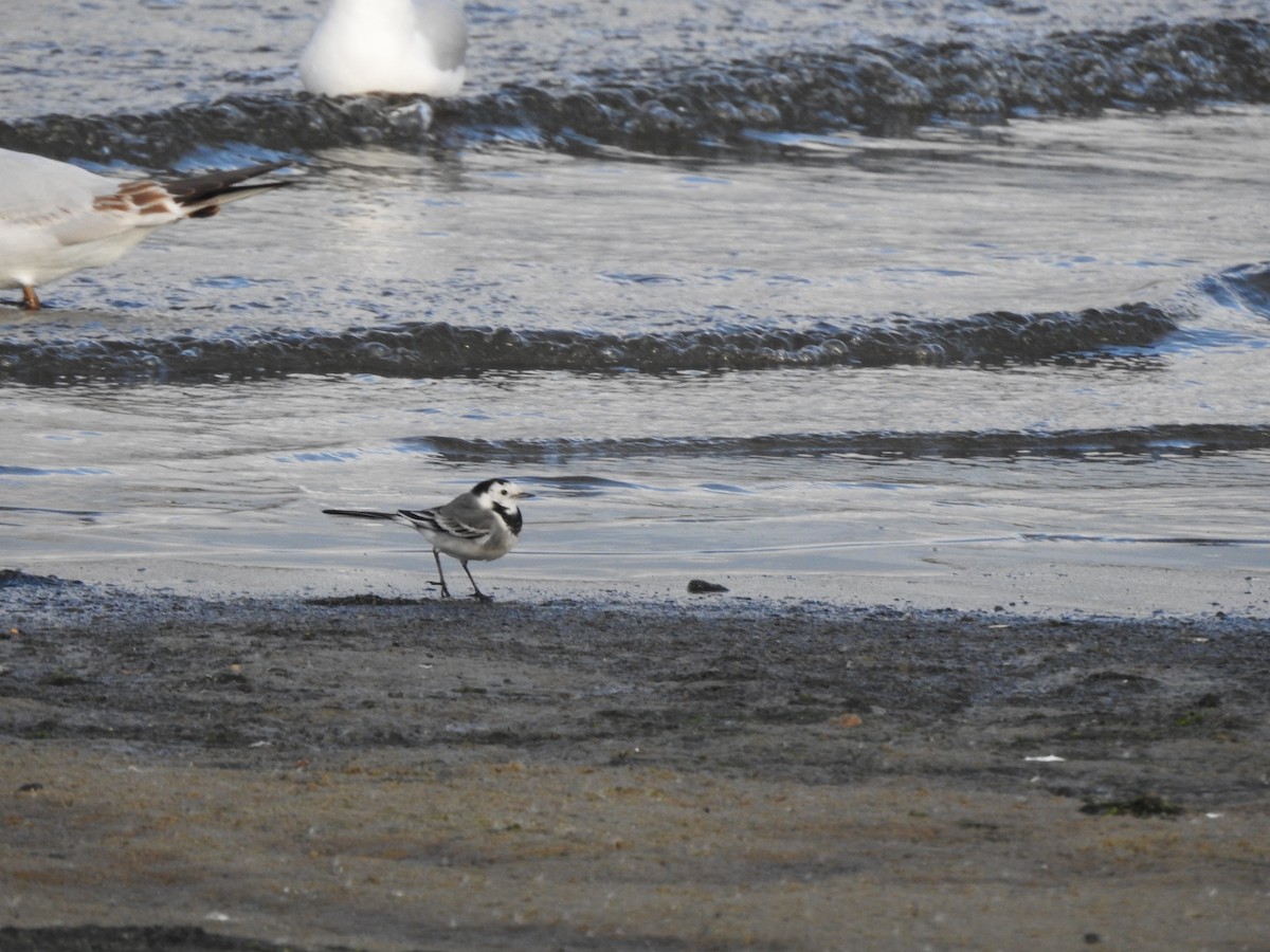 White Wagtail - ML393476131