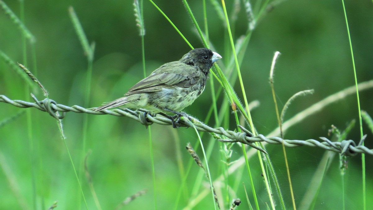 Yellow-bellied Seedeater - ML393476861