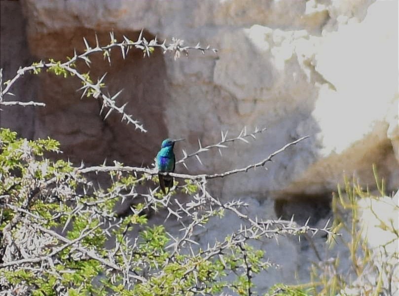 kolibřík modrolící - ML393477691