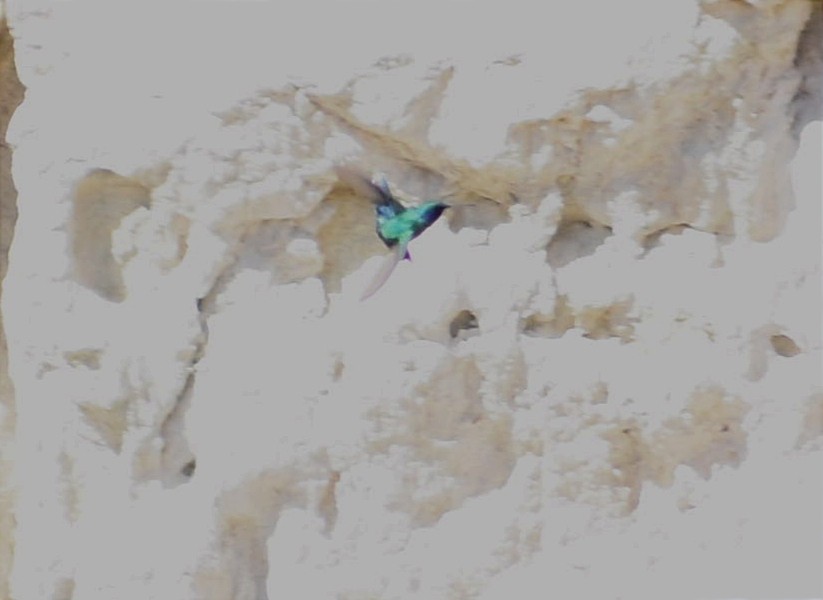 kolibřík modrolící - ML393477701