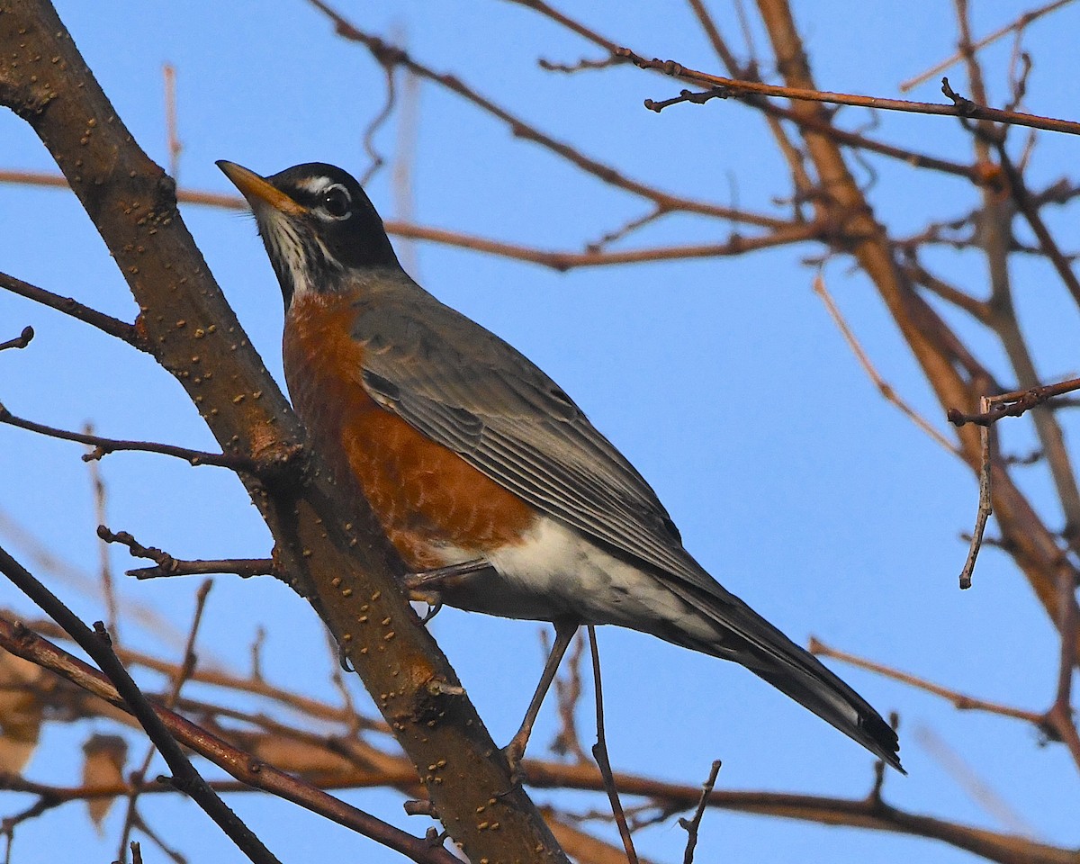 American Robin - ML393478991