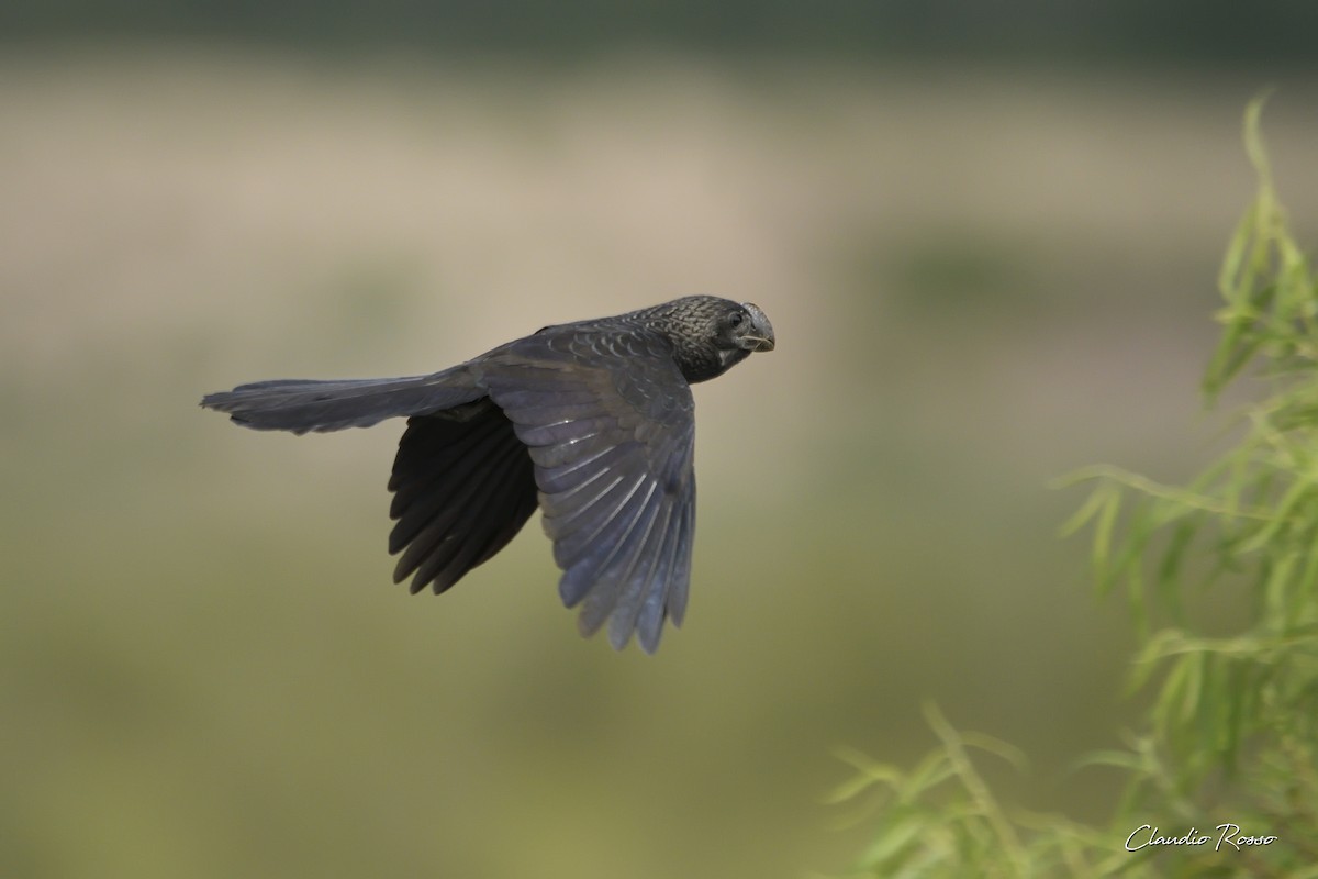 Smooth-billed Ani - ML393479041