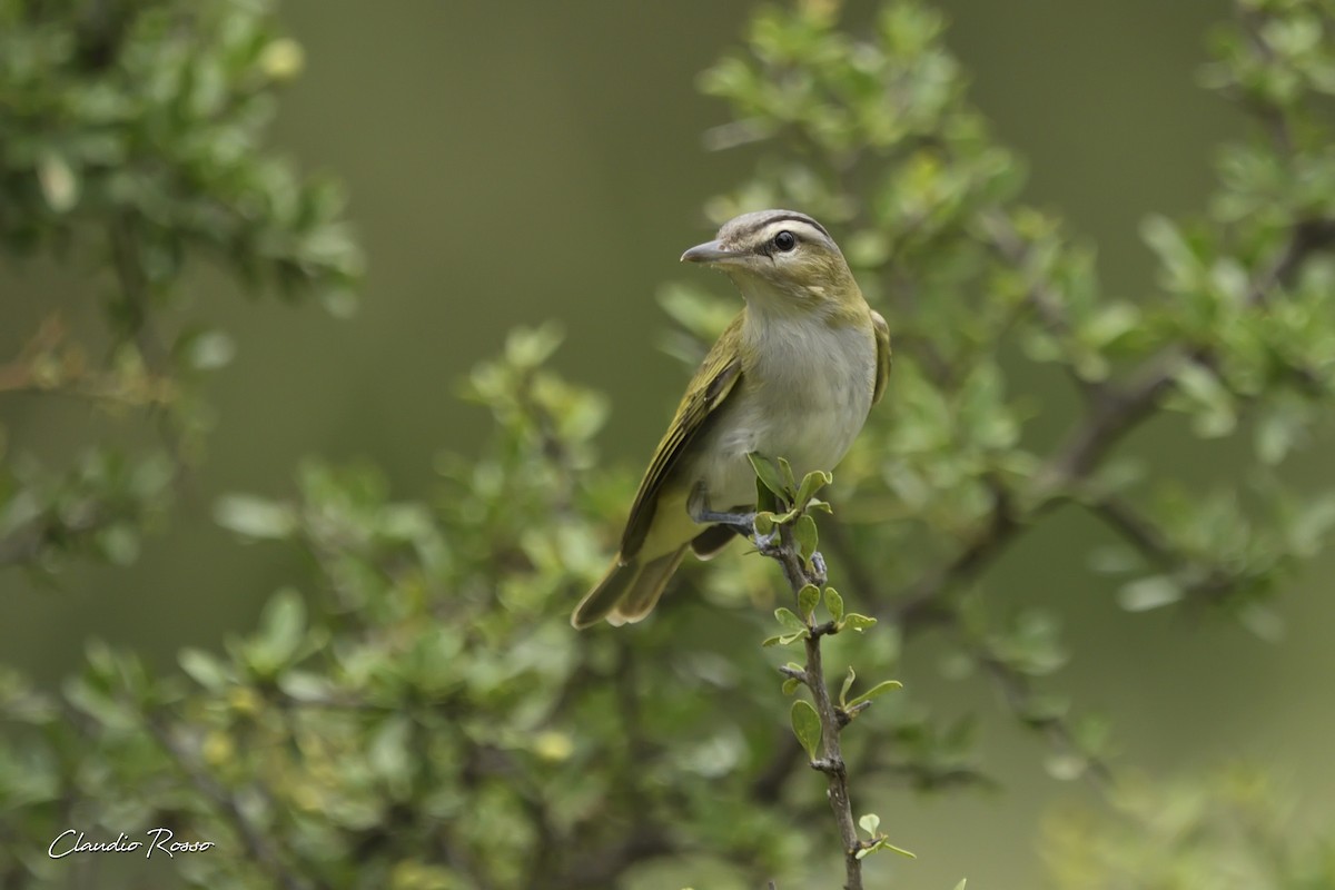 brunøyevireo - ML393479311