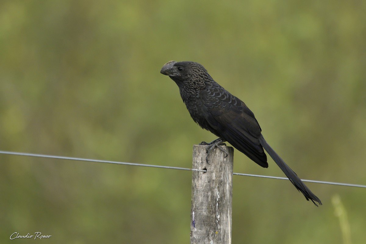 Smooth-billed Ani - ML393479351