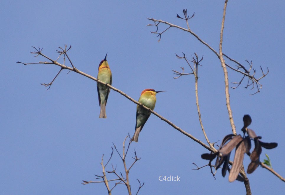 Chestnut-headed Bee-eater - Cinoby J Kanattu