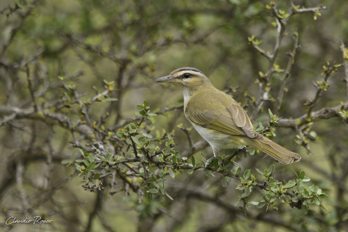 brunøyevireo - ML393479601