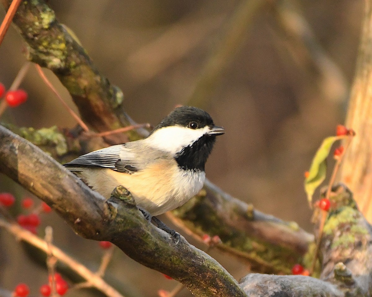 Black-capped Chickadee - ML393479991