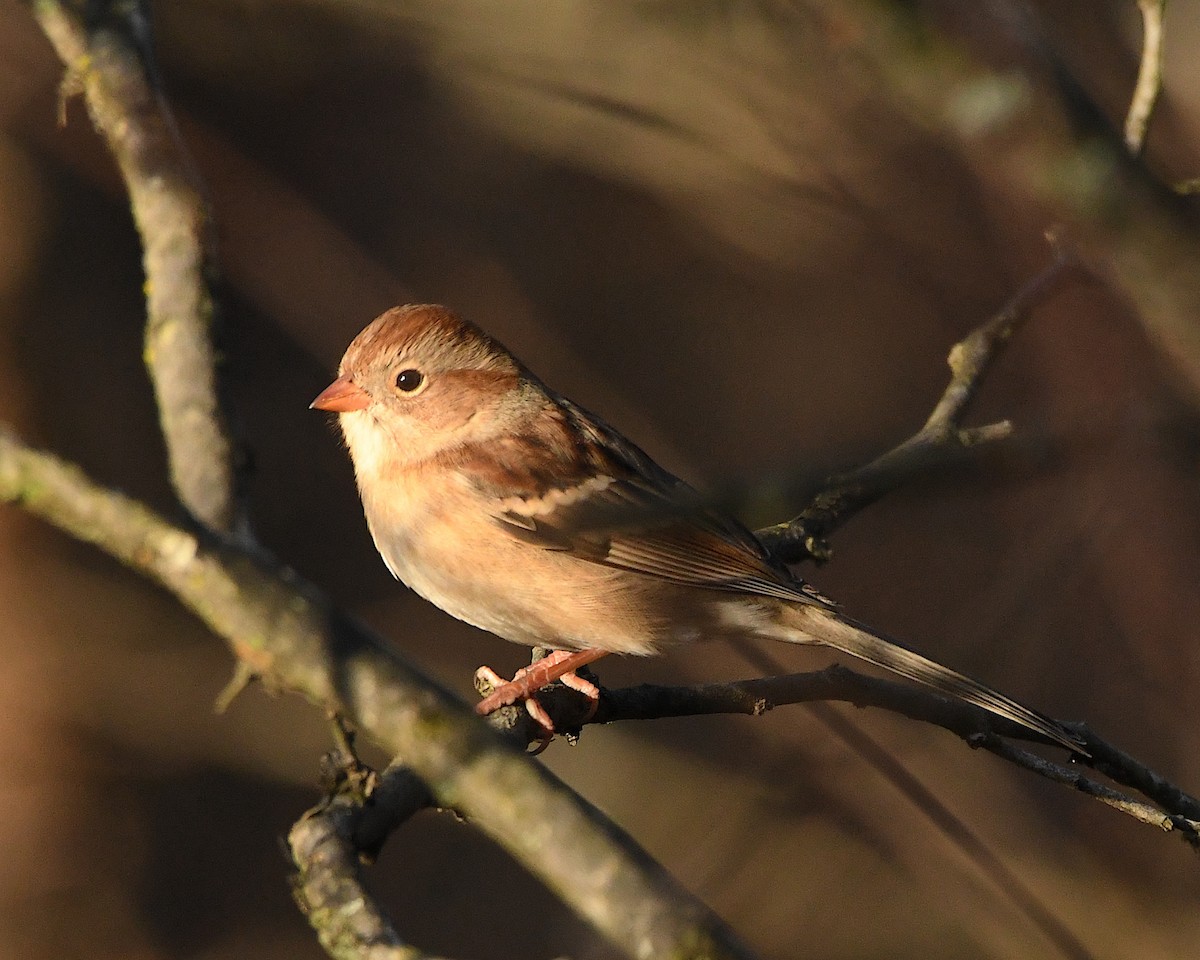 Field Sparrow - Ted Wolff