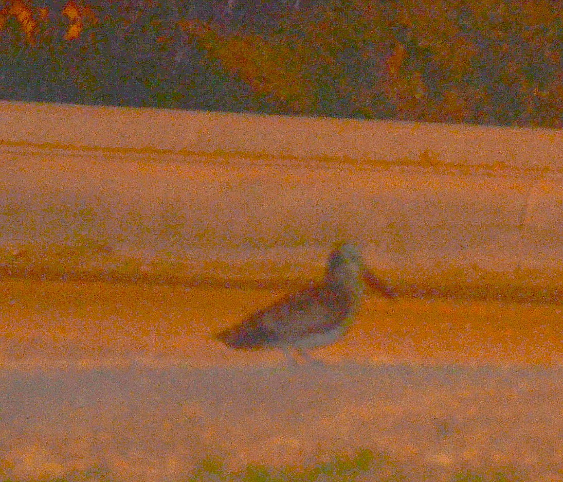 Eurasian Woodcock - Jerome Schwartz