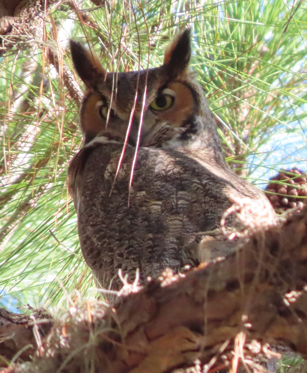 Great Horned Owl - ML393482781