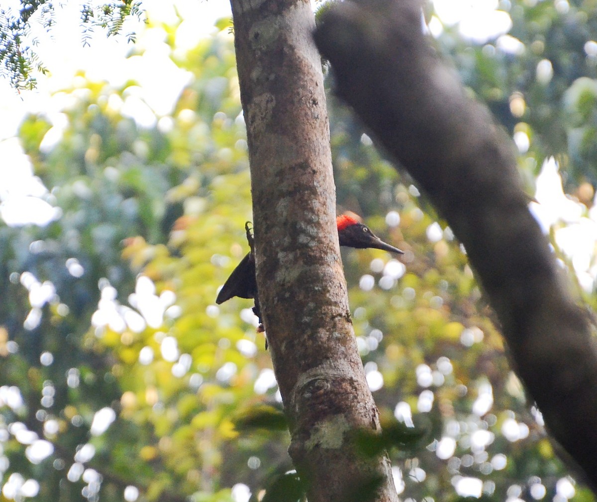 White-bellied Woodpecker - Cinoby J Kanattu